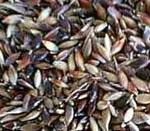 sudan grass seeds vijapur, sudan grass seed manufacturer vijapur, sudan grass seeds gujarat, sudan grass seed manufacturer gujarat, sudan grass seeds india, sudan grass seed manufacturer india